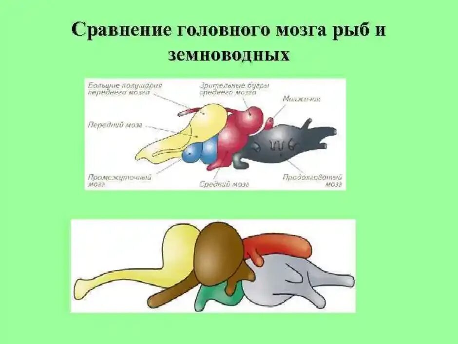 Какой отдел мозга развит у рыб. Строение головного мозга лягушки. Отделы головного мозга амфибий. Модель строения головного мозга земноводных. Нервная система и головной мозг лягушки.