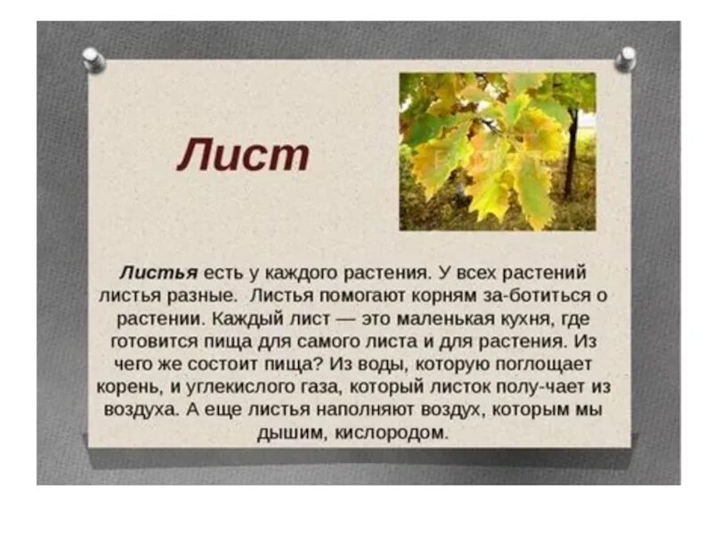 Текст листья школа. Рассказ о листьях 3 класс по литературе. Рассказ про листья 3 класс. Рассказ об осенних листьях. Лист с текстом.