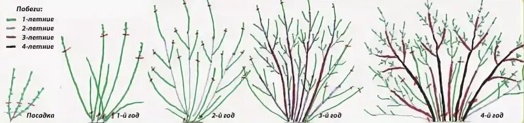 Как подрезать смородину весной. Обрезка чёрной смородины осенью схема. Осенняя обрезка смородины черной. Весенняя обрезка йошты весной. Обрезка смородины осенью.