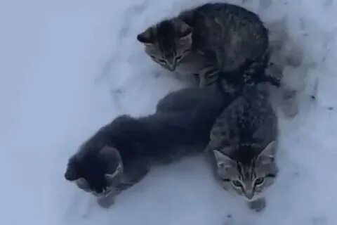 Кот твикс замерз