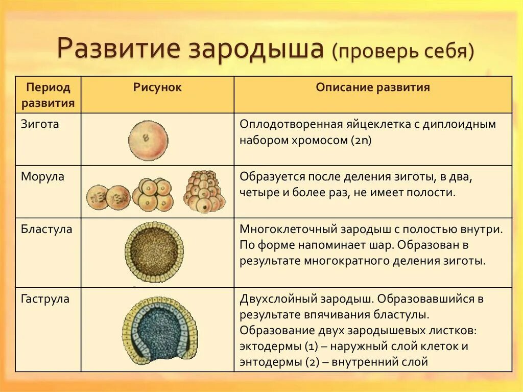 Дробление зиготы гаструляция органогенез образование. Эмбриогенез бластула. стадии развития зародыша дробление бластула. морула бластула. бластула это стадия развития зародыша.