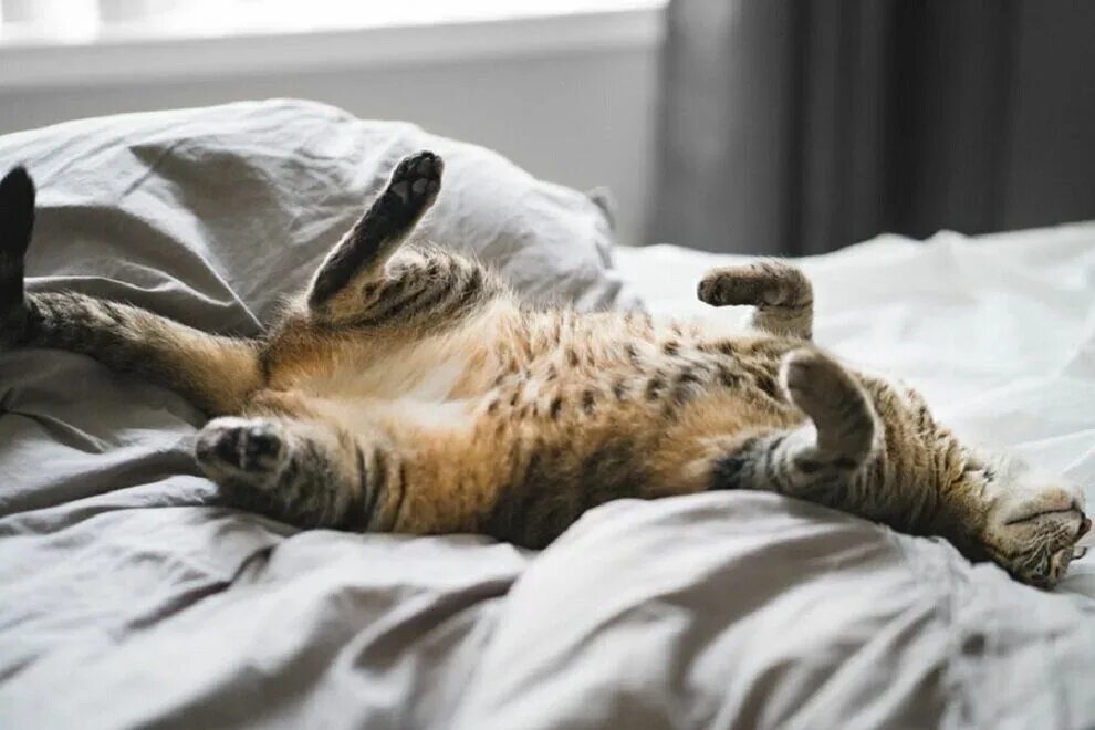 Девушка отдыхает на диване. Перебори лень. Лень иллюстрация. Бездельничать. Человек лень.