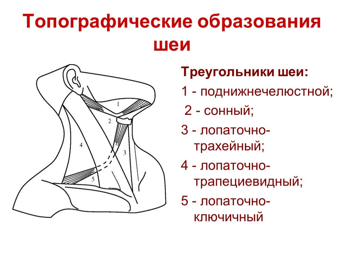 Содержимое шеи. Треугольники шеи анатомия схема. боковой треугольник шеи топографическая анатомия. треугольники шеи полусхематично. медиальный треугольники шеи анатомия.