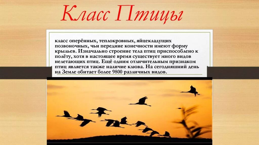 Птицы презентация. Представители воробьинообразных птиц. Вывод о птицах. Проект 9 класс птицы. Рассказ о зимующих птицах.