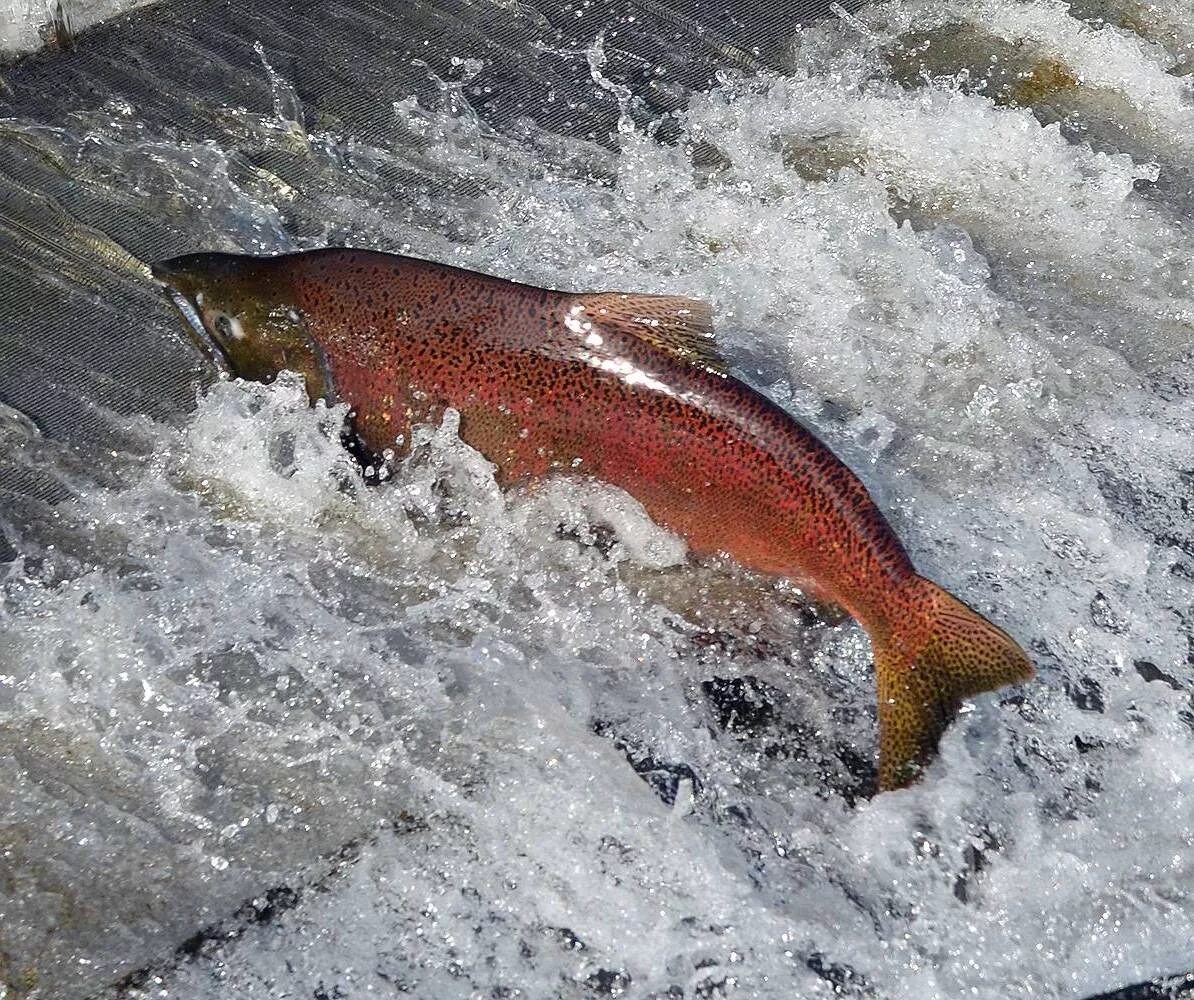 Чавыча Oncorhynchus tshawytscha. Рыба Камчатки чавыча. Лосось чавыча Камчатка. Чинук чавыча.