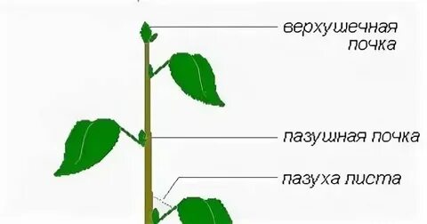 Видоизмененная верхушечная почка