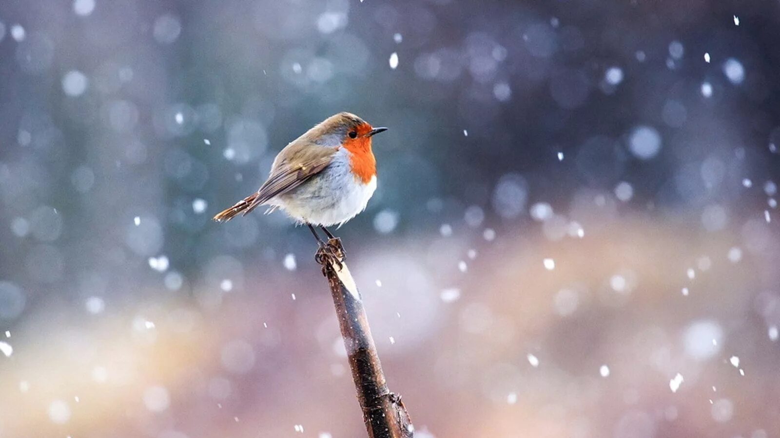 Иди за птичкой. Зарянка птица зимой. Птицы на снегу. Птицы на снегу на фон. Зима снег птицы.
