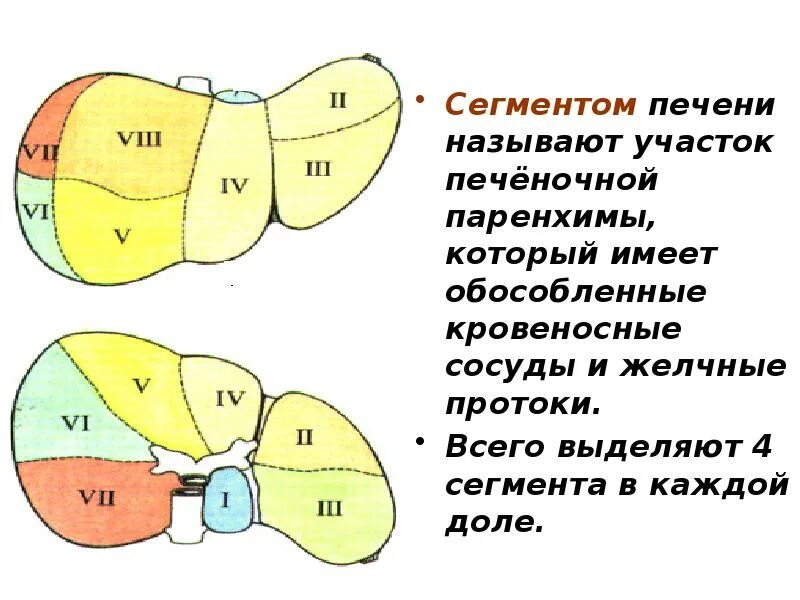 Верхняя граница печени. Анатомия и физиология печени. Клиническая физиология печени. Строение печени физиология. Функции печени физиология.