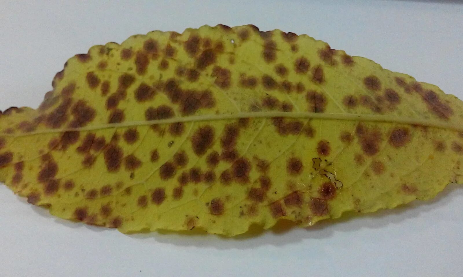 Филлостиктоз (бурая пятнистость листьев розы. Кладоспориоз (бурая пятнистость) перец. Антуриум фитофтороз. Бурые пятна на листьях растений. Оливковая пятнистость (кладоспориоз).