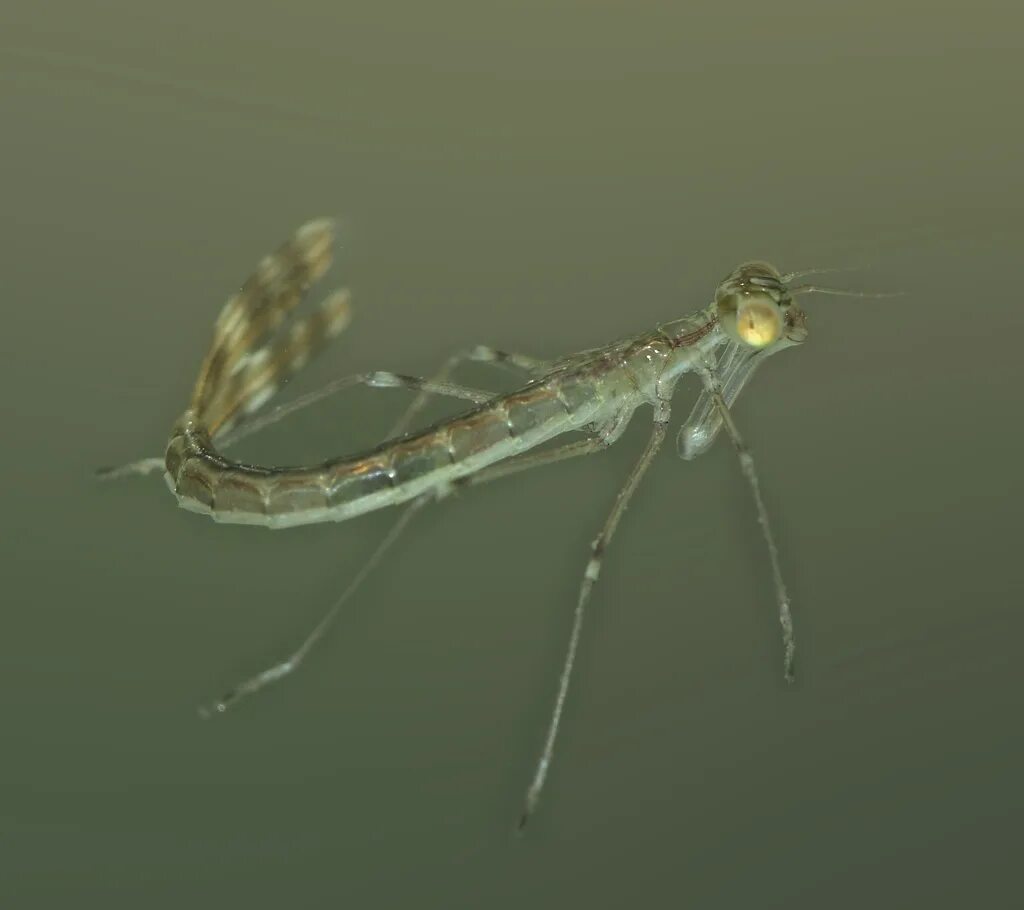 Наяда стрекозы. Личинка стрекозы в воде. Казарка личинка стрекозы. Личинка стрекозы поденка. Наяда личинка.