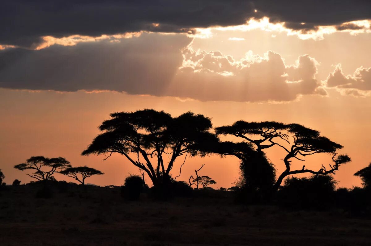 See africa. Национальный парк Амбосели. Кения Саванна. Амбосели Кения. ЮАР Саванна.