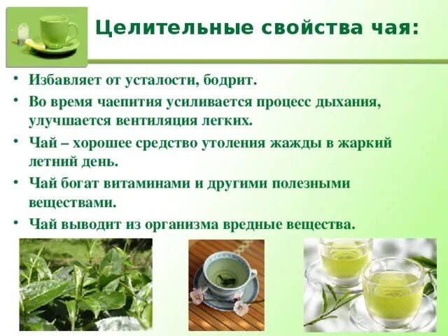 Полезные свойства чая. Лечебный зеленый чай. Полезные качества зеленого чая. Чем полезен зеленый чай.