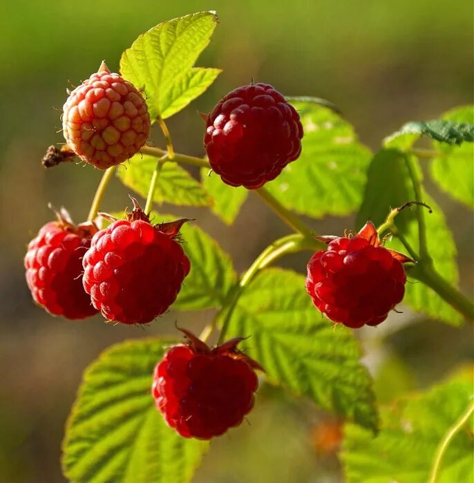 эмодзи малина. ягодка малинка. малина обои. малинки малинки. ветка малины.