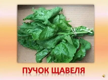 Щавель предложение. Щавель и персик. Что означает щавель в 2024 году. Что означает щавель в 2024 году. Щавель описание растения.