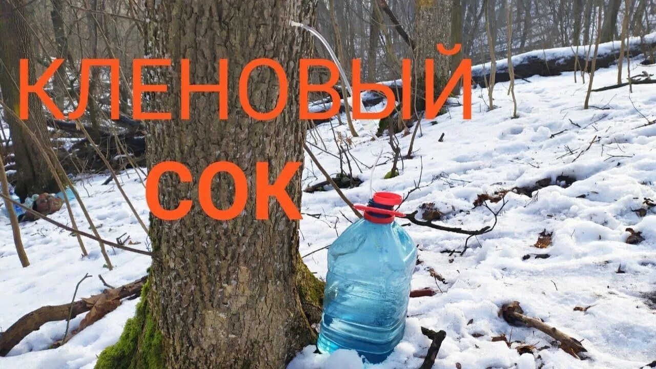 Кленовый сок. Кленовый сироп сбор. Сбор кленового сока. Сбор сока клена.