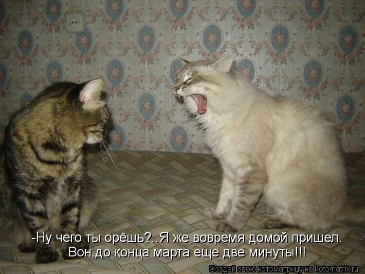 чего ты орешь смешные картинки. женская философия в картинках. прийти домой вовремя. приходить вовремя. ты вовремя пришел.