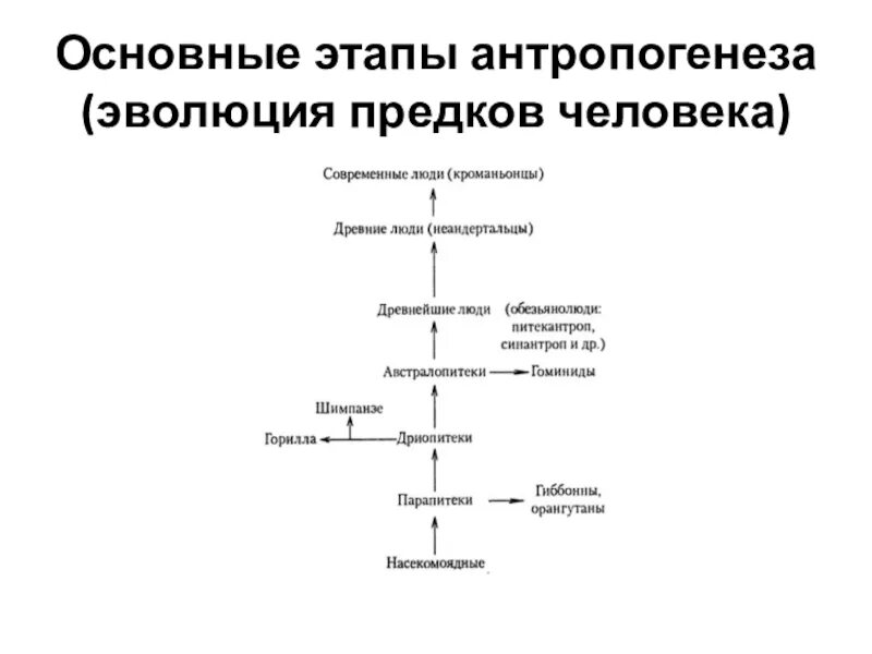 Верная последовательность антропогенеза. Основные этапы антропогенеза схема. Этапы эволюции антропогенеза. Основные этапы этапы антропогенеза. Стадии антропогенеза таблица.