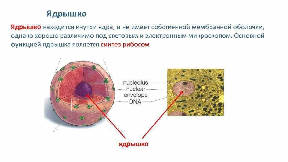 Строение и функции ядрышка клетки. Ядрышко клетки.