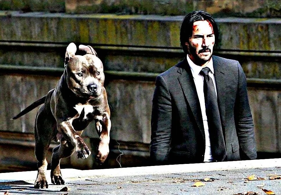 Киану ривз порода собаки в фильме джон уик 3. Джон уик 2 собака. Собака джона уика 2. Джон уик 3 собаки. Джон уик питбуль.