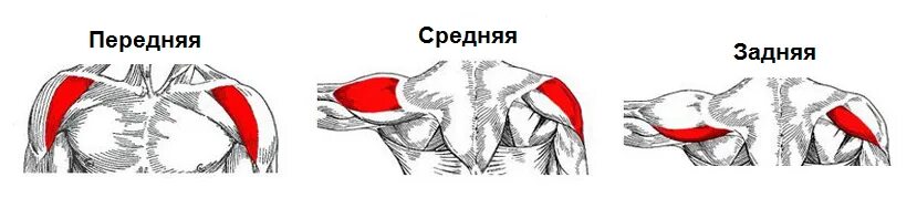 Крепления дельт. Задний пучок дельтовидной мышцы. задний пучок дельт анатомия. передняя средняя и задняя дельта. крепление задней дельты.