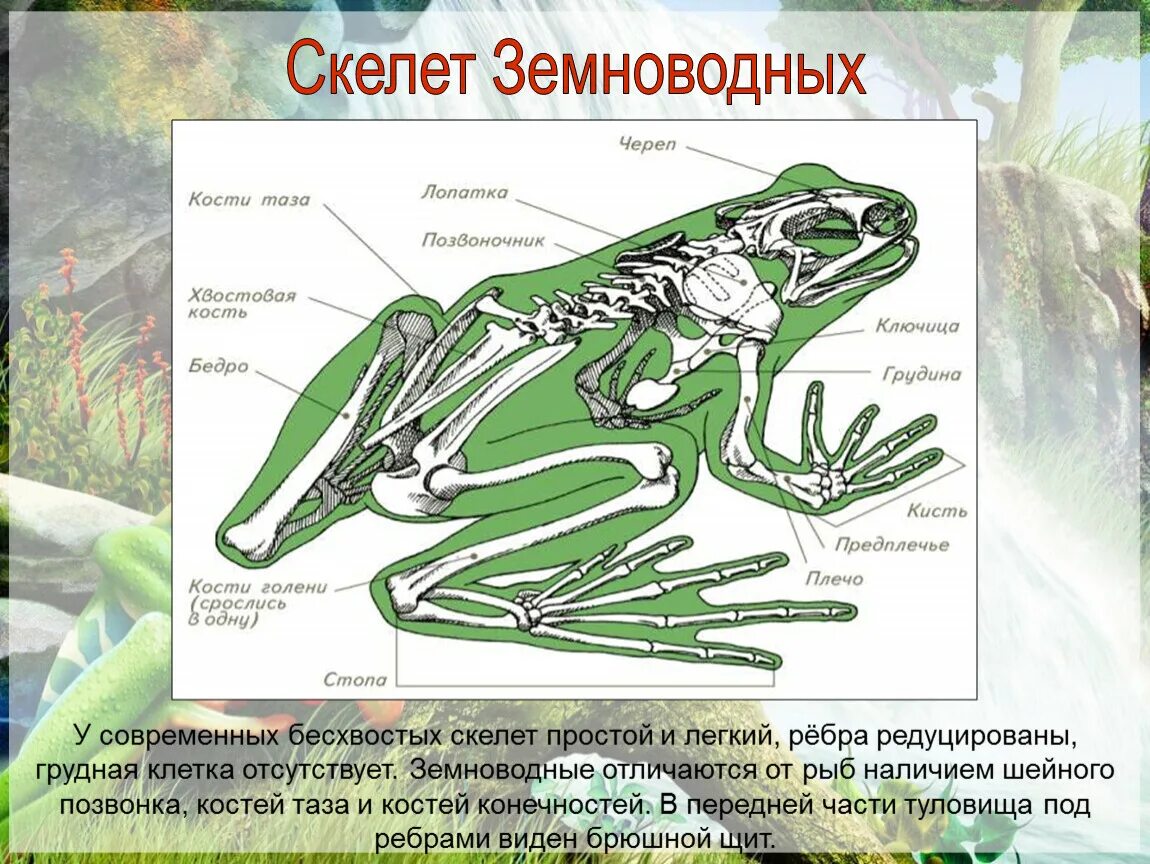 Хвостовой отдел легких. Скелет бесхвостых амфибий. Опорно двигательная система лягушки скелет. Строение опорно двигательной системы земноводных. Опорно двигательная система земноводных 7 класс.