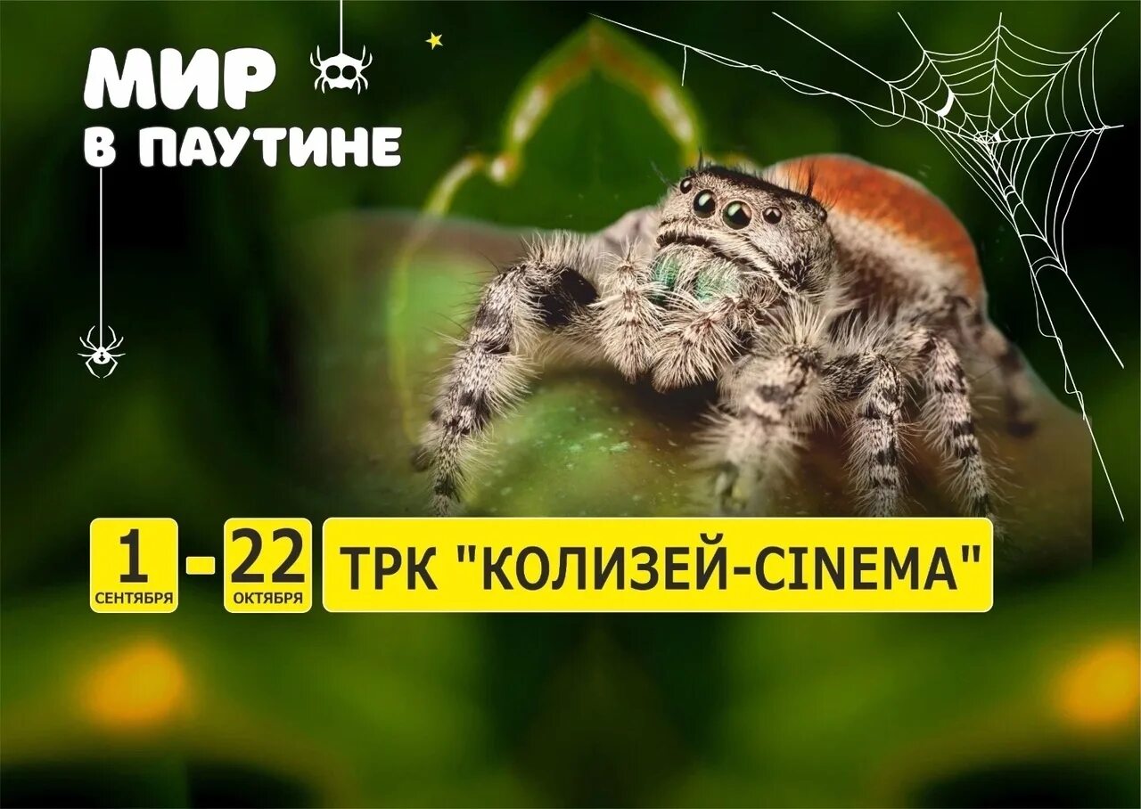 Выставка пауков пермь 2025. Выставка пауков. пауки в перми. выставка паучье логово.