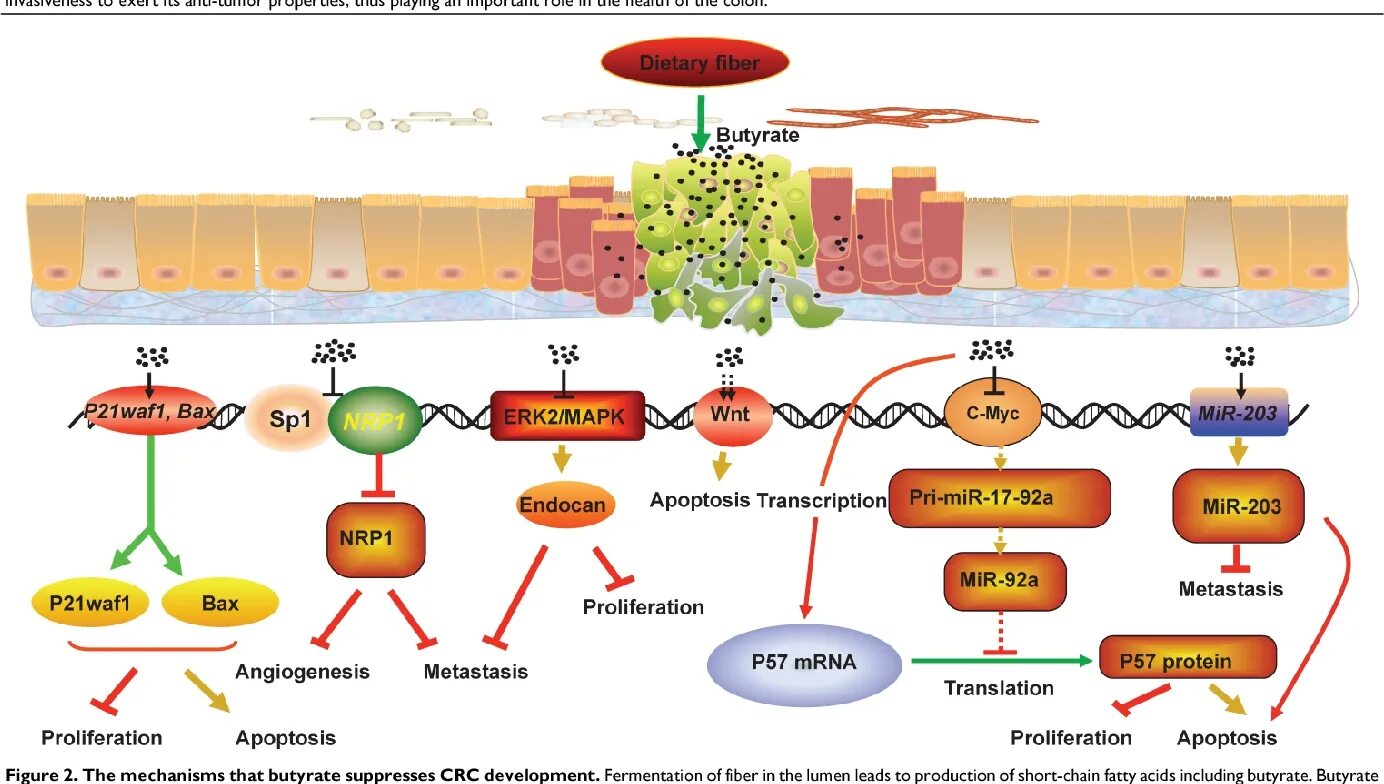 Флагеллин это микробиология. При butyrate. Флагеллин функция. Scfas иммунология. Бутират.