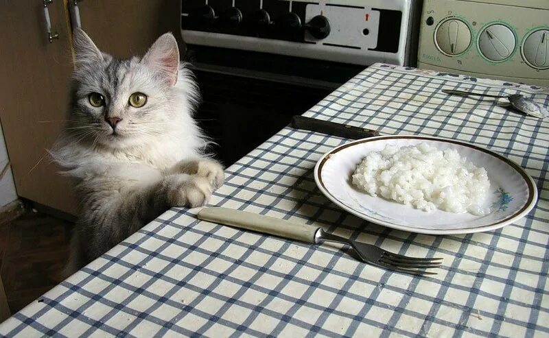 Можно ли кошкам крупы