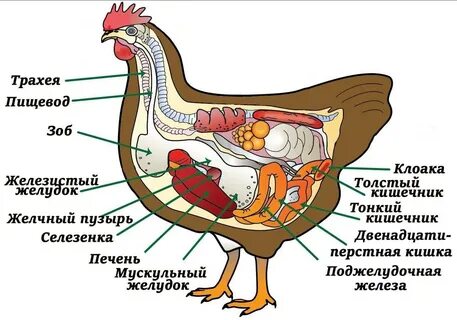 Строение курицы в разрезе: внутренние органы, анатомия и части тела