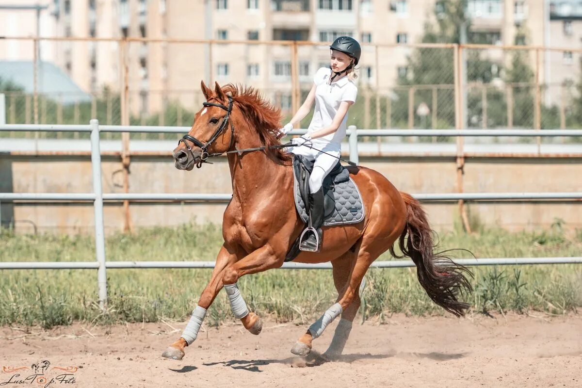 Мордикова Алиса конный спорт. Конно-спортивный центр им Натальи Серовой Тверь. Конкур в Обнинске.