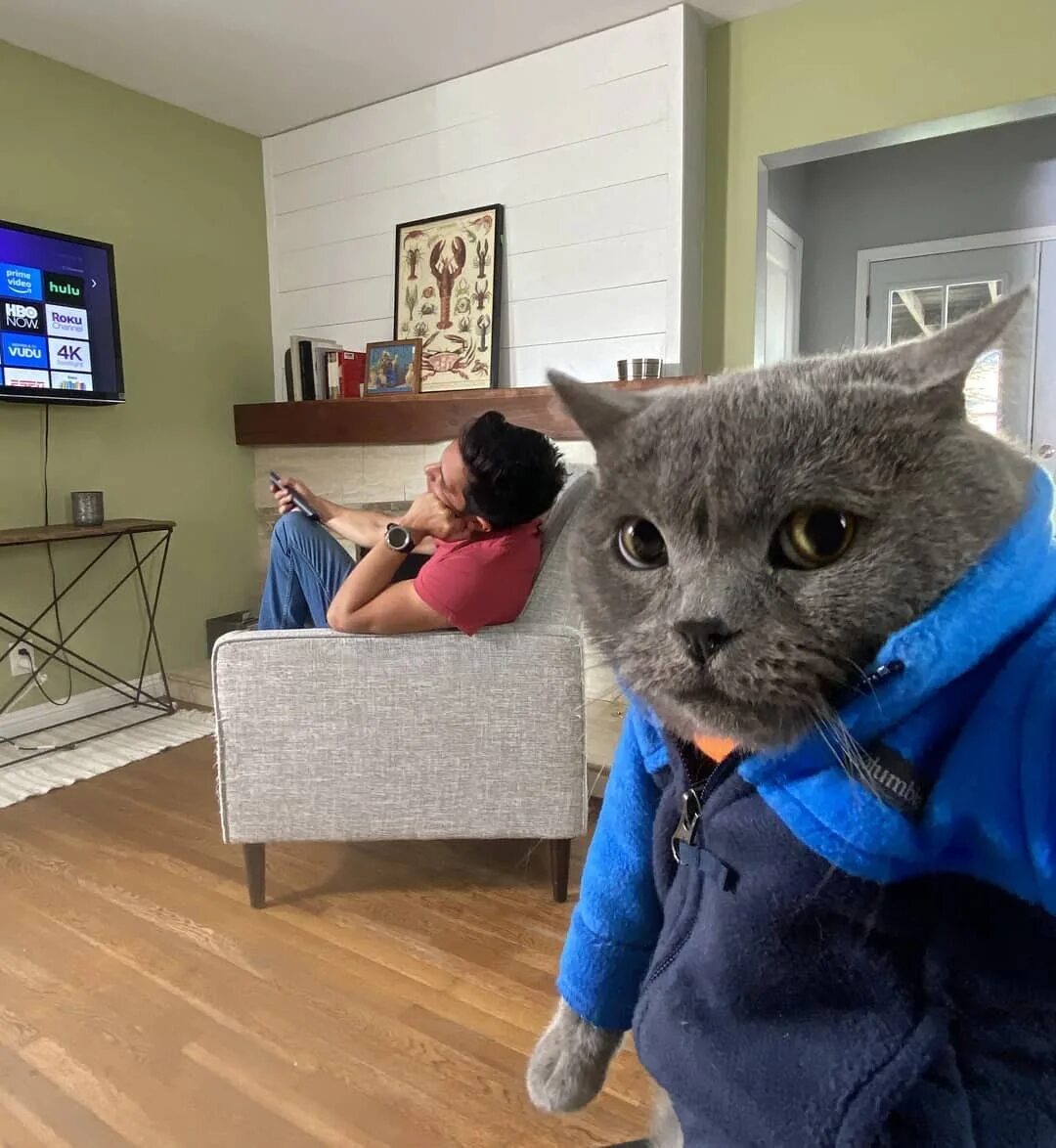 Mike cat. Mike cat