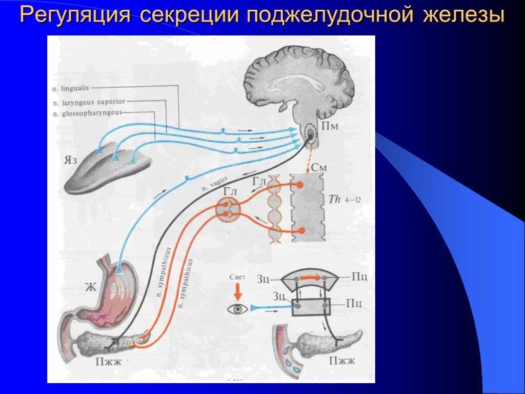 Регуляция секреторных функций. Регуляция сокоотделения в 12 перстной кишки. механизм регуляции секреции поджелудочного сока. нервно гуморальная регуляция поджелудочной железы. регуляция панкреатической секреции схема.