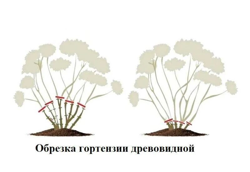 Как правильно обрезать древовидную. Обрезка гортензии метельчатой. Формирование гортензии метельчатой весной. Схема обрезки метельчатой гортензии. Соцветие гортензии метельчатой контур.