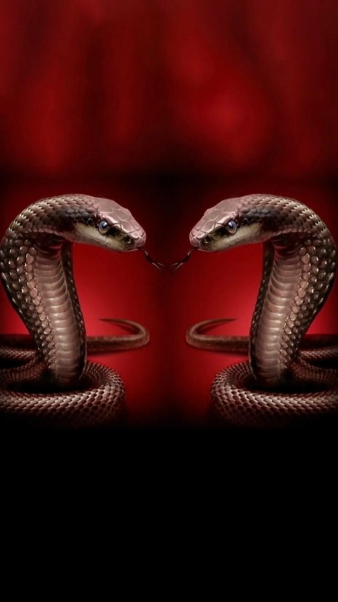 Змей на заставку телефона. Черная мамба и Королевская Кобра. Змея Кобра Королевская. Блэк мамба змея. Королевская Кобра красная.