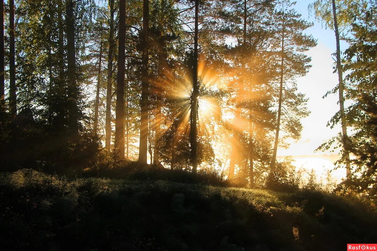 утро солнечное предложение