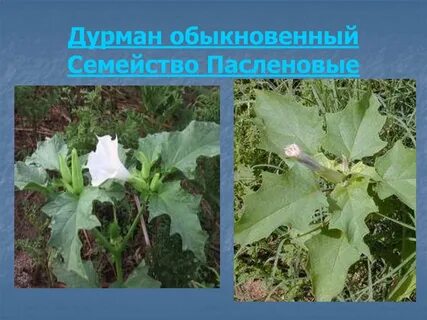К какой группе относится дурман обыкновенный