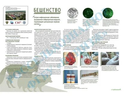 Осп бешенство