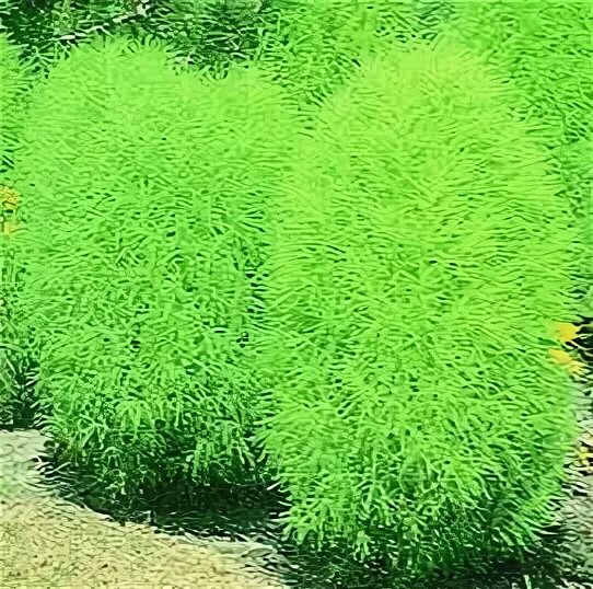 Thuja koraiensis 'Glauca Prostrata' 1-2' sun or part shade front bed near porch?