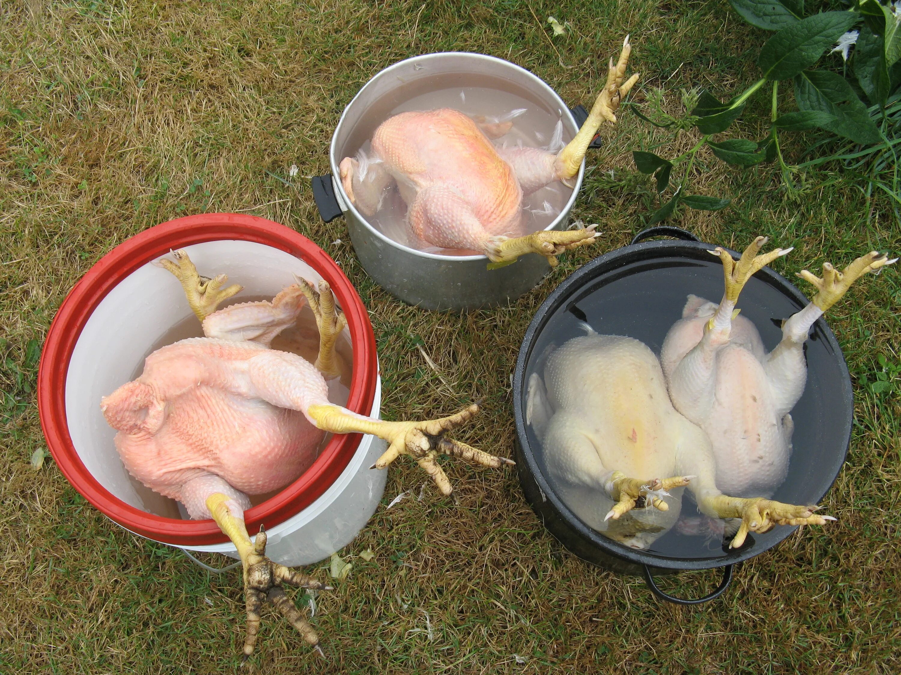 Размножение куриц