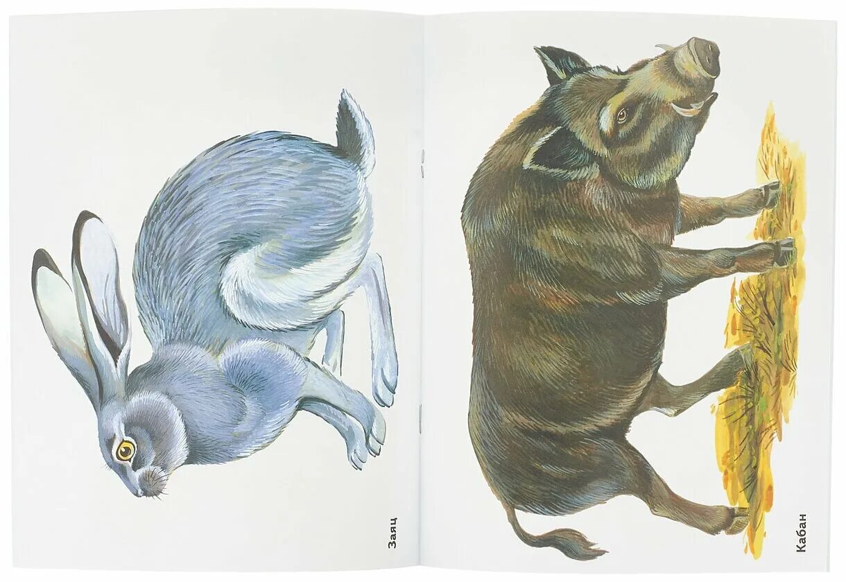 дикие животные для младшей группе группы. животные наглядный материал. дикие животные пособие. животные наглядный материал. дикие животные наглядное пособие.