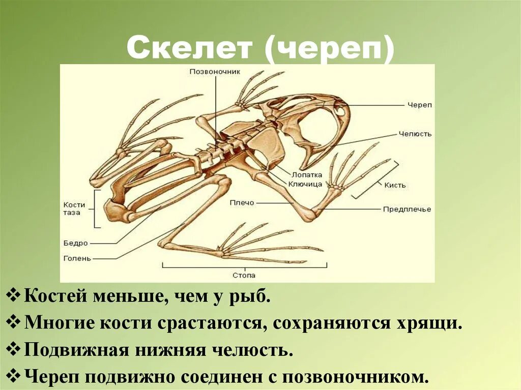 Скелет земноводных состоит из. Скелет лягушки. Строение скелета земноводных. Череп подвижно соединён с позвоночником. Позвоночник неподвижно соединен с черепом у рыб