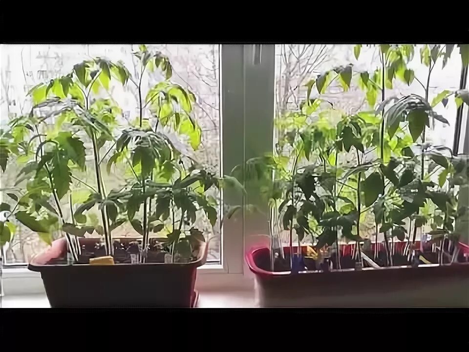 Томаты марганец
