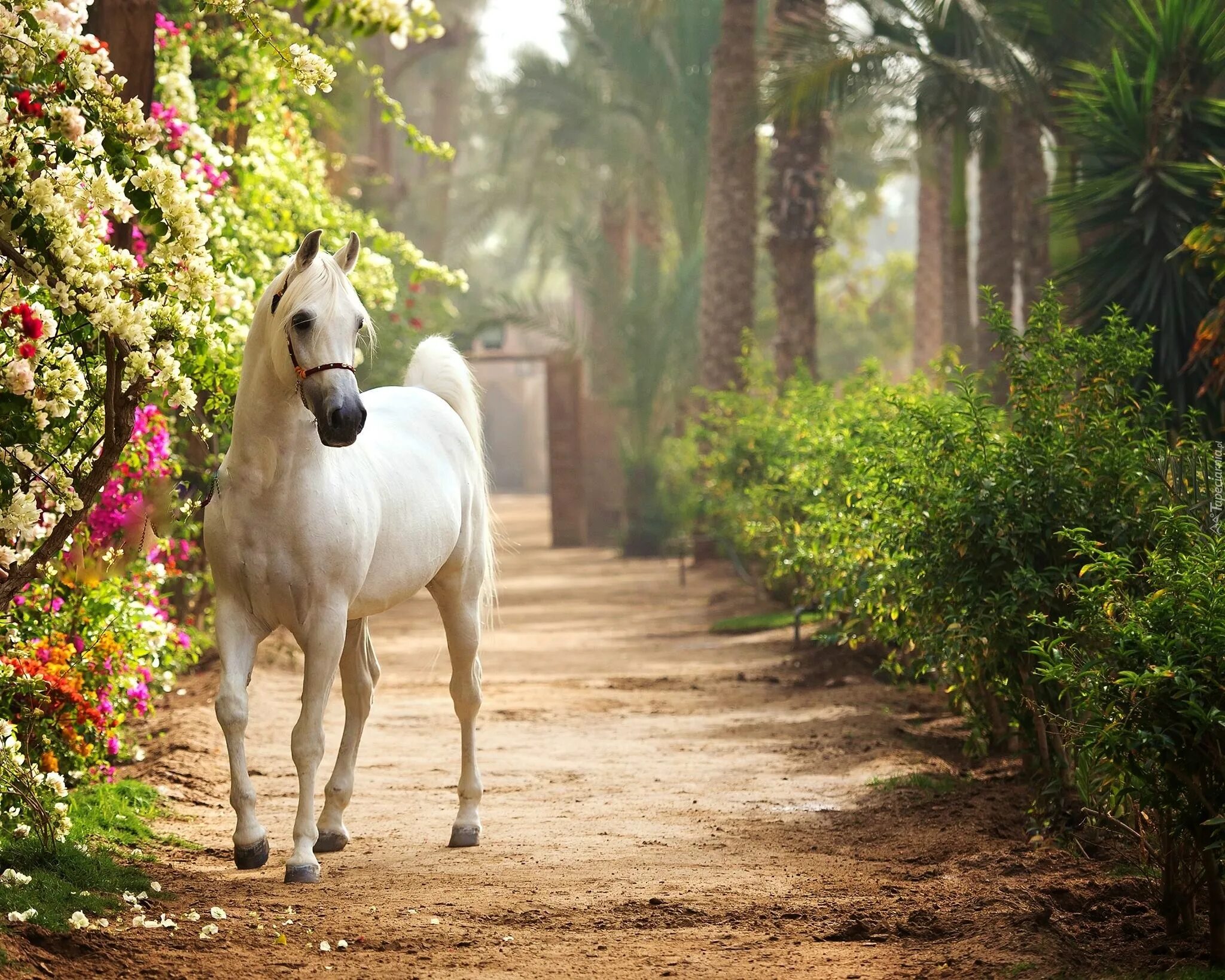 белый конь. лошадь в саду. сад лошадей. сад лошадей. единорог статуя абхазия.