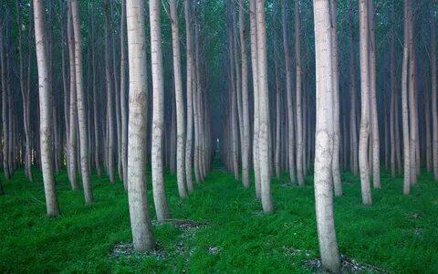 Внутренность рощи