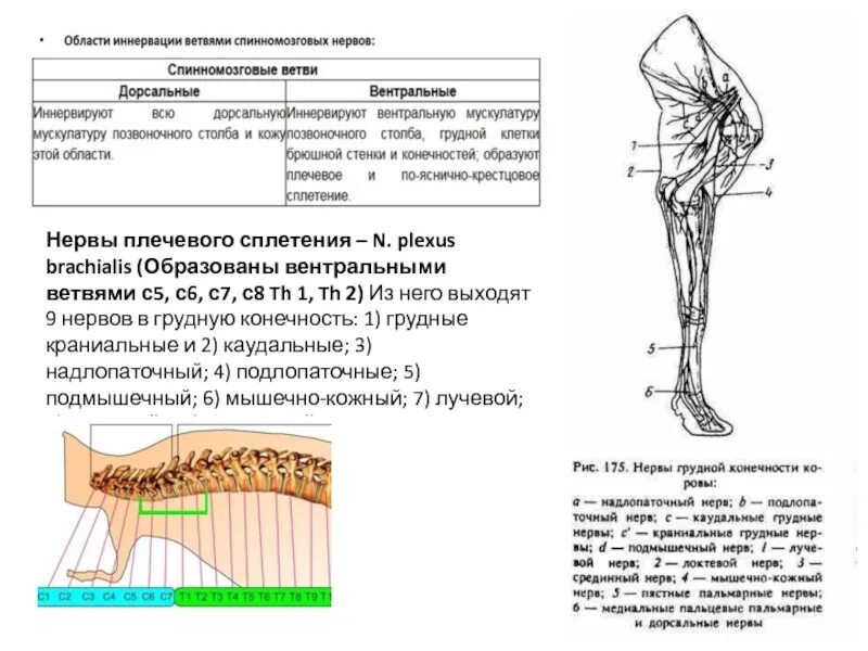 Ресничную мышцу иннервирует. Надлопаточный нерв иннервирует мышцы. мышечно-кожный нерв иннервирует. грудной нерв иннервирует. локтевой нерв иннервирует.