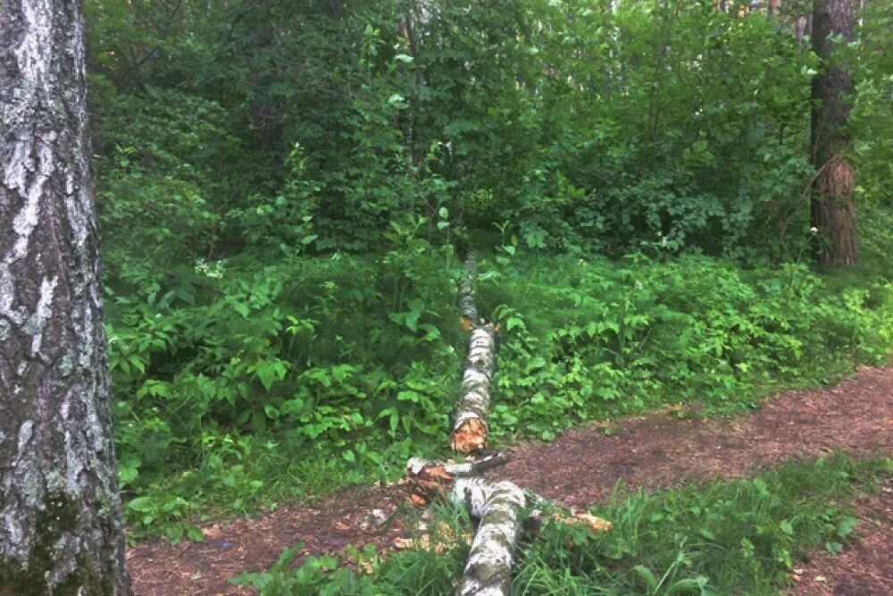 Поваленная береза. Упавшая береза. Деревья Новосибирской области. Упала на березку