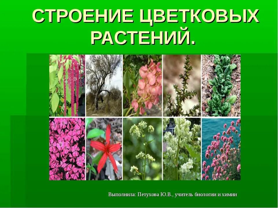 Презентация по биологии разнообразие цветковых. Цветковые растения. разнообразное растения цветы. группа цветковых растений. разнообразие цветов с названиями.