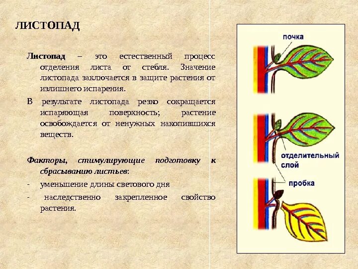 Дайте определение лист. Причины листопада. причины листопада биология. листопад (биология). схема процесса листопада.