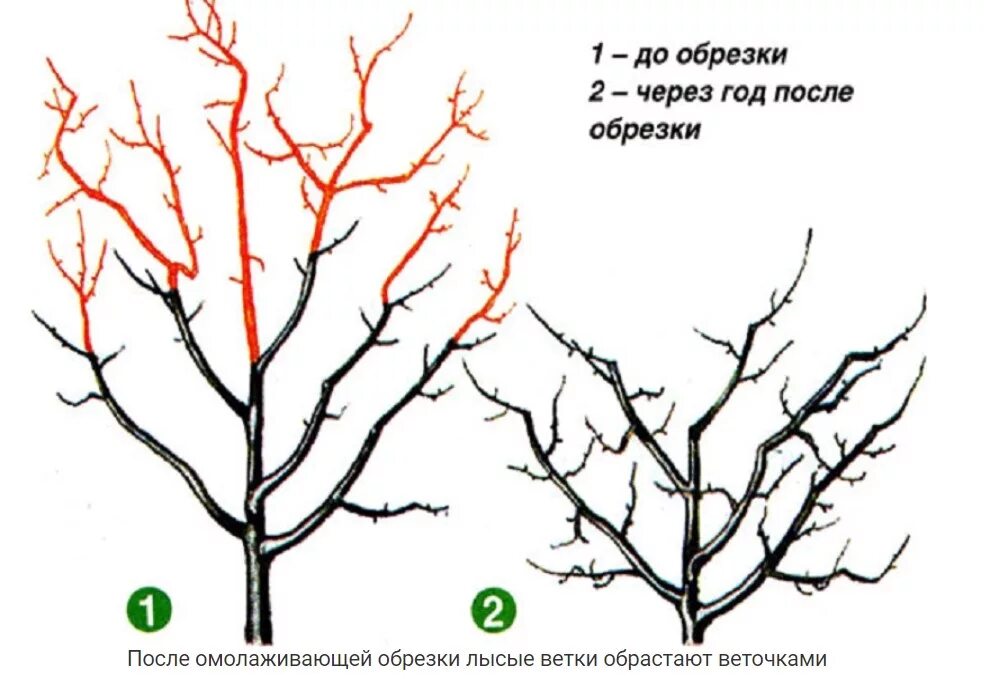 Обрезка старых яблонь для начинающих. Схема обрезки яблони весной. Подрезка яблонь весной схема. Омолаживающая обрезка яблони весной схема.