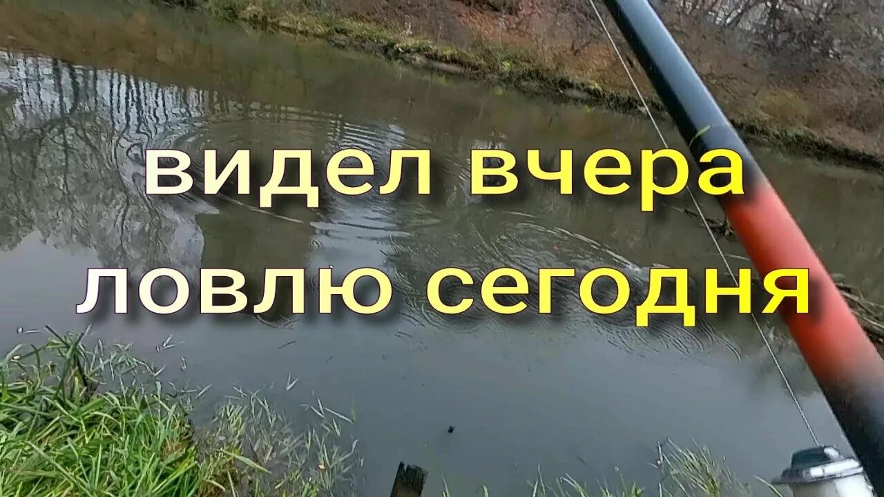 Ловля сегодня. Ловля на живца. сегодня будет клевать щука.